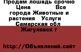 Продам лошадь срочно › Цена ­ 30 000 - Все города Животные и растения » Услуги   . Самарская обл.,Жигулевск г.